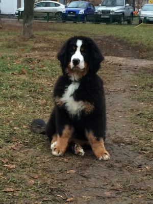 Dog Photo
