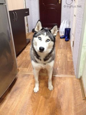 Dog Photo