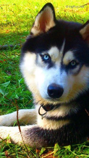Dog Photo