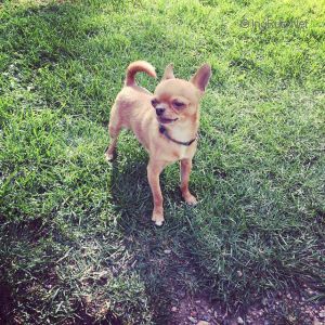 Dog Photo