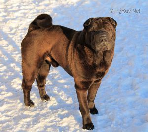 Dog Photo