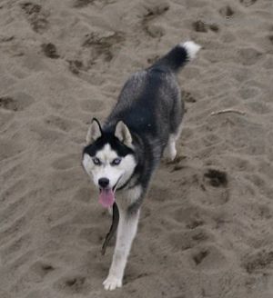 Dog Photo