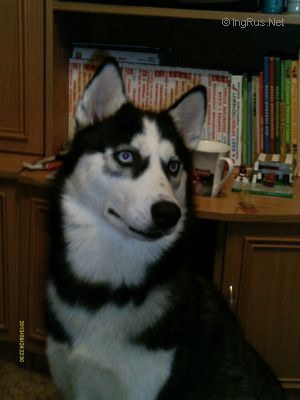 Dog Photo