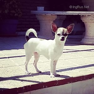 Dog Photo
