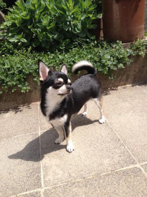 Dog Photo