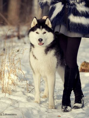 Dog Photo