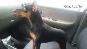 Dog Photo