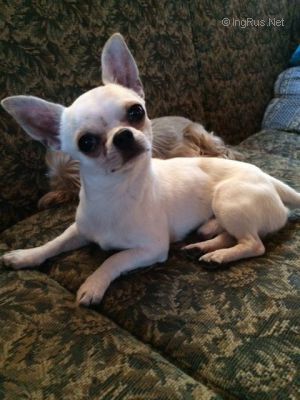 Dog Photo