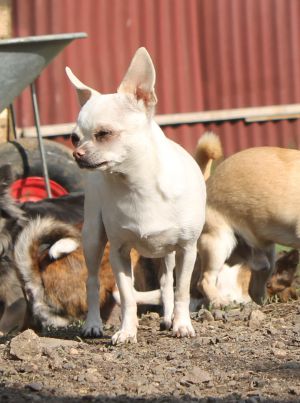 Dog Photo