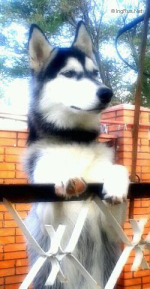 Dog Photo