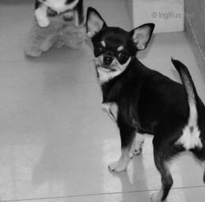 Dog Photo