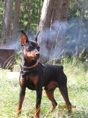 Dog Photo