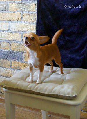 Dog Photo