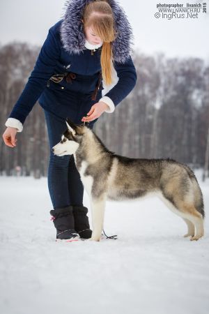Dog Photo