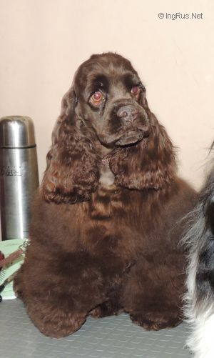 Dog Photo