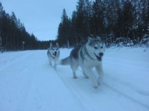 Dog Photo