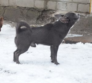 Dog Photo