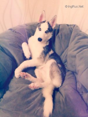Dog Photo