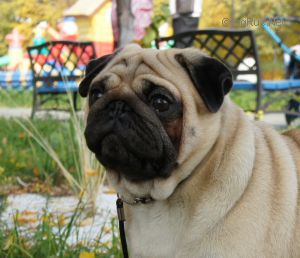 Dog Photo