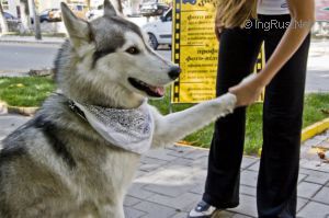 Dog Photo