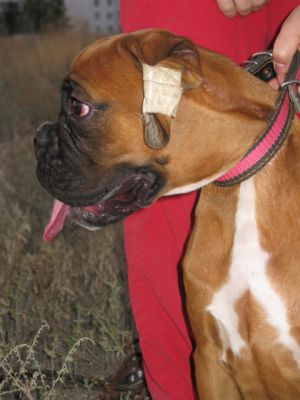 Dog Photo