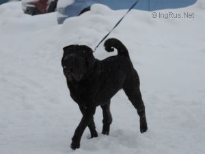 Dog Photo