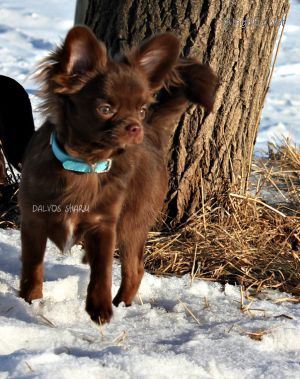Dog Photo