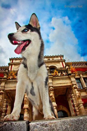 Dog Photo