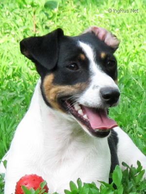 Dog Photo