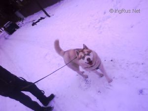 Dog Photo
