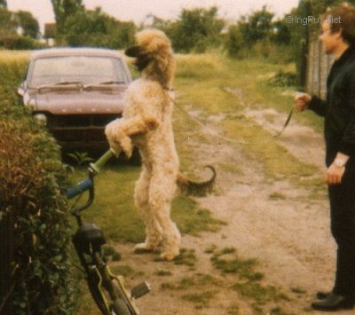 Dog Photo