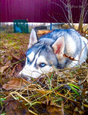 Dog Photo