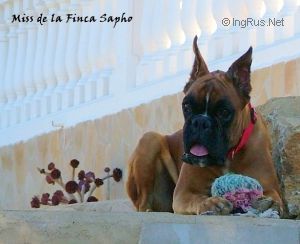 Dog Photo