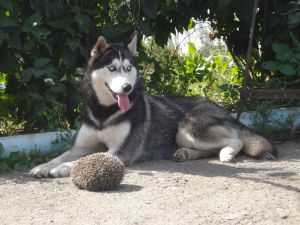 Dog Photo