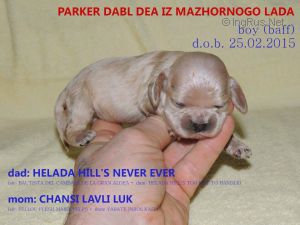 Dog Photo