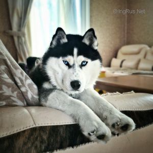 Dog Photo