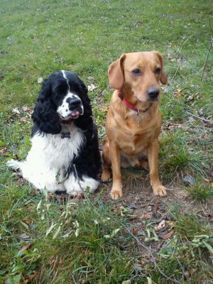 Dog Photo