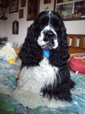 Dog Photo
