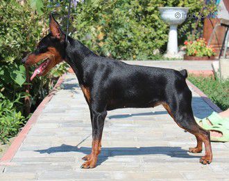 Dog Photo