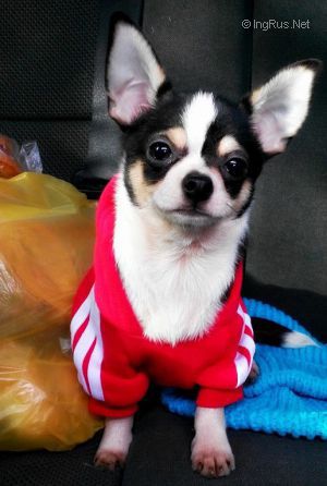 Dog Photo