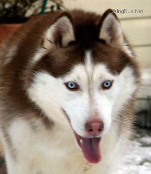 Dog Photo