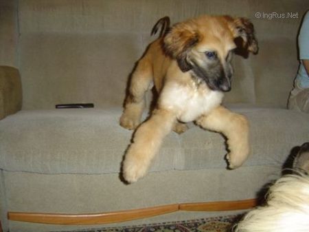Dog Photo