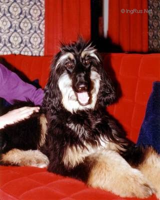 Dog Photo