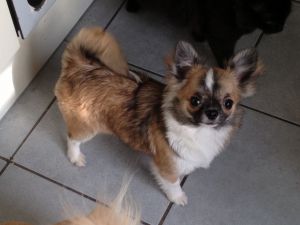 Dog Photo