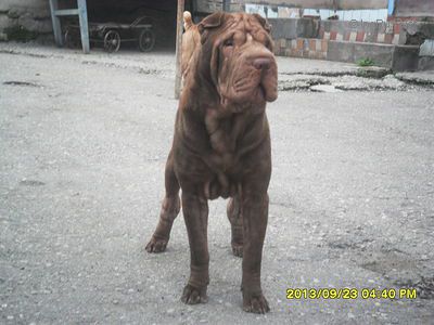 Dog Photo