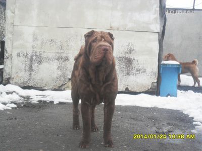 Dog Photo