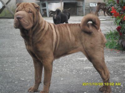 Dog Photo