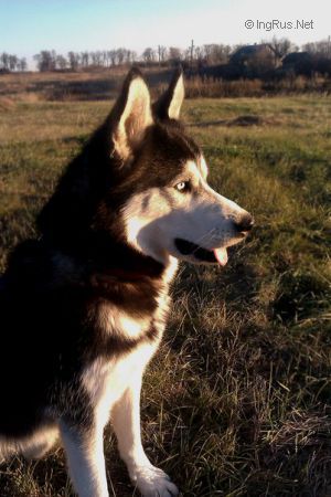 Dog Photo