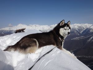 Dog Photo