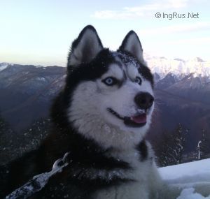 Dog Photo